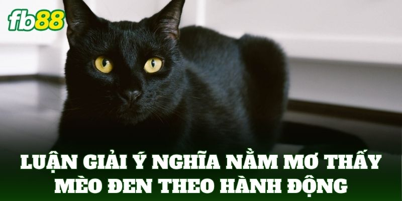 Nằm Mơ Thấy Mèo Đen - Giải Mã Hiện Tượng Và Số Đề May Mắn 2 Luận giải ý nghĩa Nằm Mơ Thấy Mèo Đen theo hành động của con vật