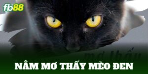 nam mo thay meo den