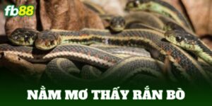 nam mo thay ran bo