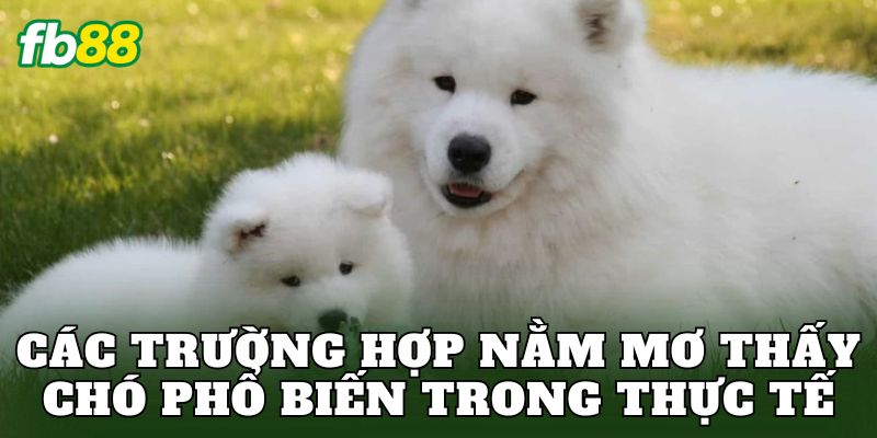 Nằm Mơ Thấy Chó Báo Hiệu Gì Trong Cuộc Sống Hiện Nay 2 Các trường hợp nằm mơ thấy chó phổ biến trong thực tế
