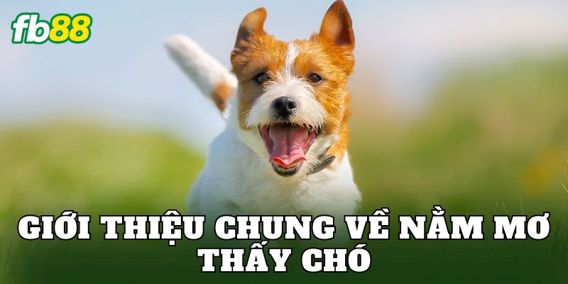 Nằm Mơ Thấy Chó Báo Hiệu Gì Trong Cuộc Sống Hiện Nay 1 Giới thiệu chung về nằm mơ thấy chó